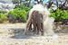 Éléphant du désert africain sur Tilo Grellmann | Photography