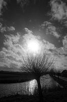 saule