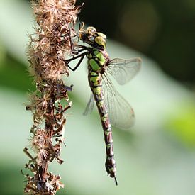 Blauwgroene mozaïeklibel van Matthias Brix