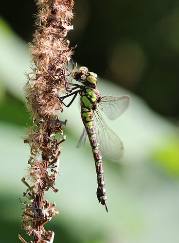Blauwgroene mozaïeklibel