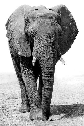 Éléphant sur Jacco van Son