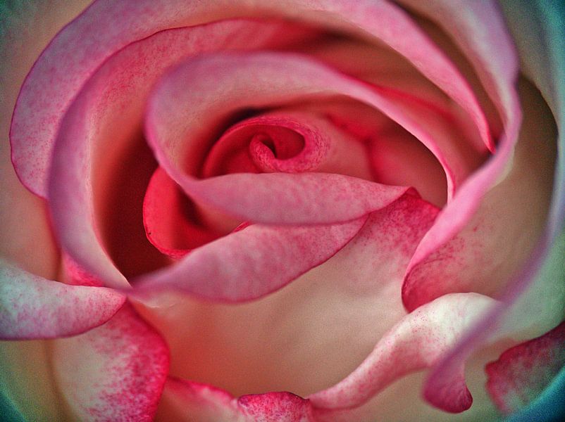 Rêve de rose par Edgar Schermaul