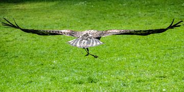 Fly like an eagle van Annelies Martinot