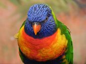 lorikeet parrot von Ingrid Van Maurik Miniaturansicht