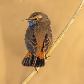 Bluethroat at rest by Ben Bokeh