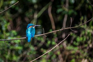 IJsvogeltje in de zon op tak, kingfisher van Corrine Ponsen