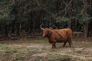 Schotse Hooglander op de Bussumerheide