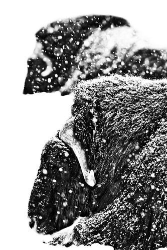 Krachtige gehoornde koppen van twee muskusossen van dichtbij. Zware muskusos (twee) in de sneeuw ond