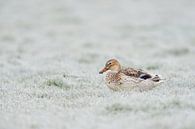 Stockente ( Anas platyrhynchos ), hell gefärbtes Weibchen auf einer frostigen, mit Raureif überzogen von wunderbare Erde Miniaturansicht