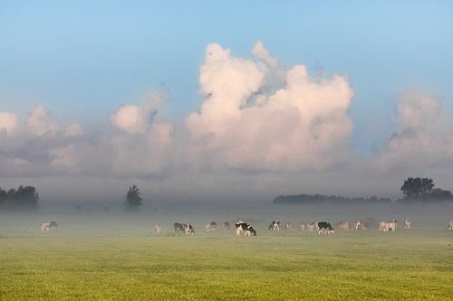 Hollands nevelig landschap te IJlst met grazende koeien en een typisch nederlandse wolkenlucht. Wout