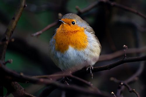 robin sur une branche