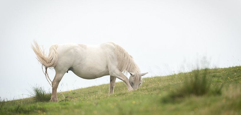 Het witte paard par Wim Slootweg