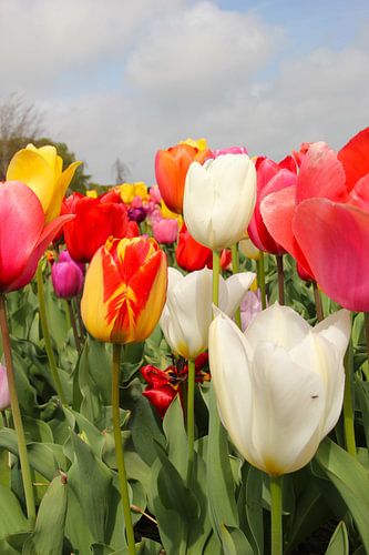 Tulipes Région des bulbes
