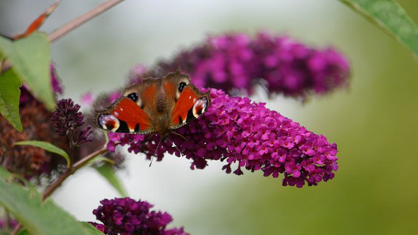 Am Schmetterlingsflieder par Peter Norden