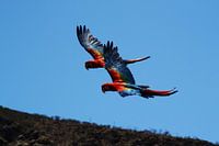 2 parrots in formation
