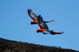 2 parrots in formation by Quint Wijnhoven