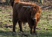 Schotse Highlander by Roland Swennen thumbnail