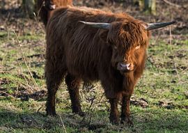 Schotse Highlander by Roland Swennen