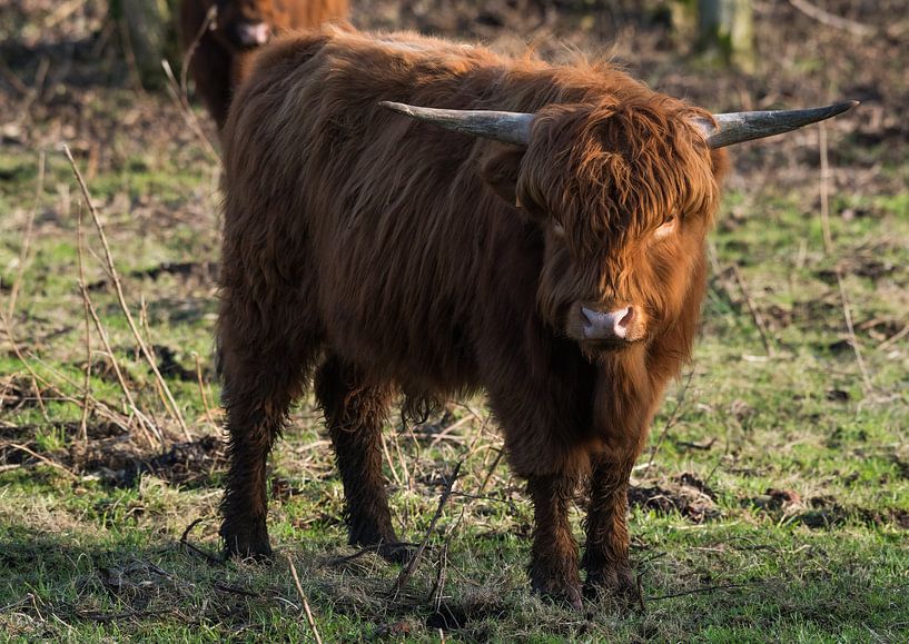Schotse Highlander by Roland Swennen