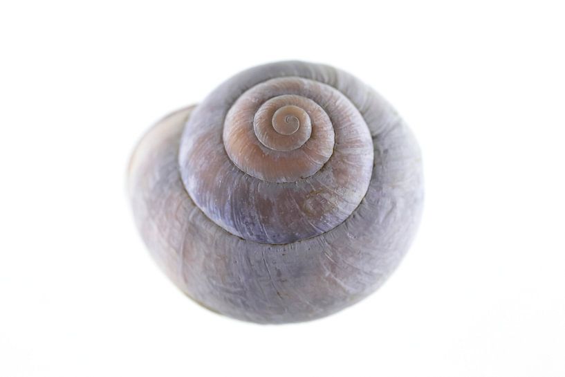 snail shell by Thomas Jäger