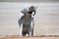 NAMIBIA ... Elephant fun II von Meleah Fotografie Miniaturansicht