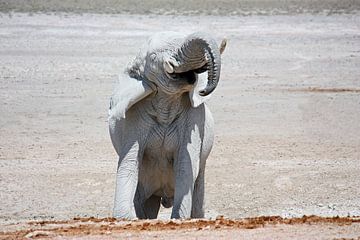 NAMIBIA ... Elephant fun II van Meleah Fotografie