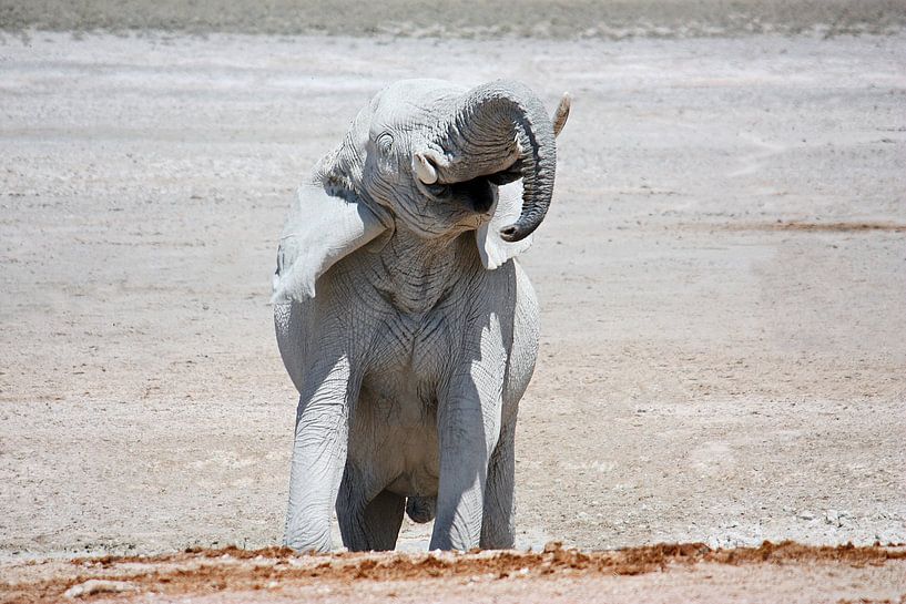 NAMIBIA ... Elephant fun II von Meleah Fotografie
