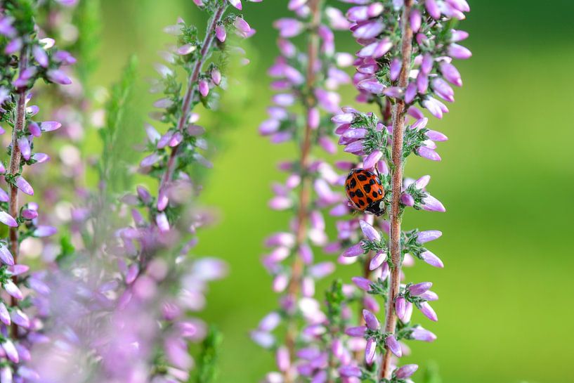 Ladybird  on purple flowers by Claudia Evans