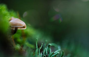 Deep into the Forest - Autumn van Shanna van Mens Fotografie