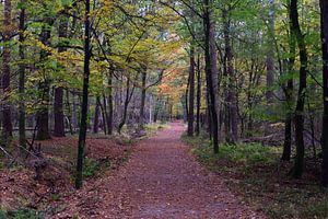 Ein Waldweg durch den Wald von Leuvenum im Herbst