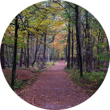 Een bospad door de Leuvenumse bos tijdens de herfst van Gerard de Zwaan