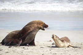 Australian sea lions by Dirk Rüter