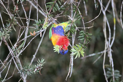 Regenbooglori (Trichoglossus moluccanus), Queensland, Australië