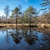 Reflectie in de Birkensee in het natuurpark Schönbuch van Alexander Wolff