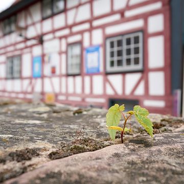 Überlebenskampf einer Pflanze