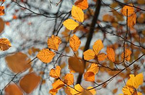 Oranje herfstbladeren