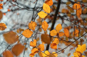 Oranje herfstbladeren van Lisa Bouwman