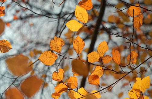 Orangefarbene Herbstblätter