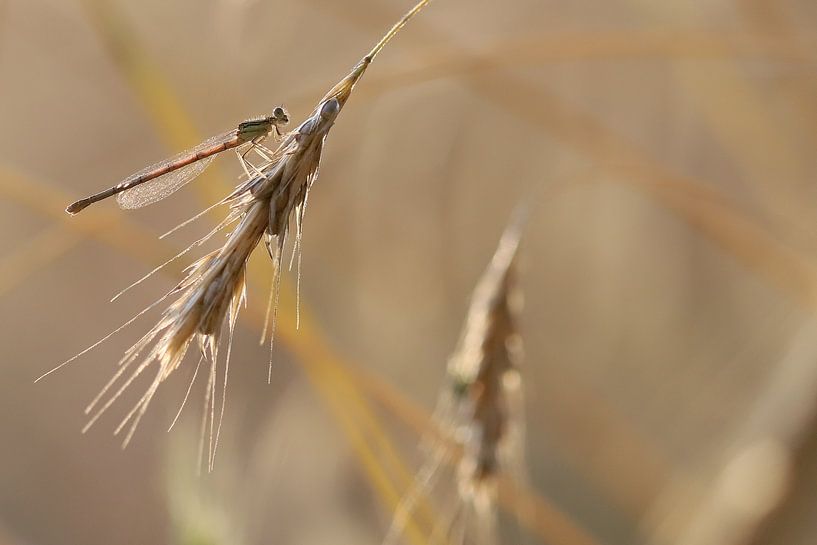 Breedscheenjuffer op aar van Karin van Rooijen Fotografie