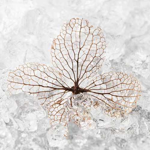 Een hortensiablaadje in een winters aanvoelend landschap