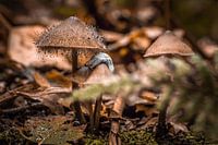 Paddenstoelen
