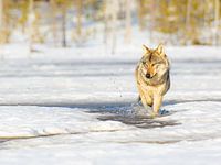 Loup dans la neige finlandaise
