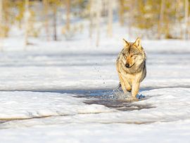 Wolf in the Finnish snow by Jacob Molenaar