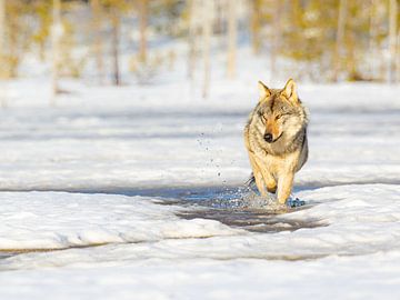 Wolf in the Finnish snow by Jacob Molenaar