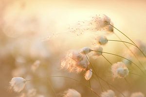 Moor Blüten des Wollgrases