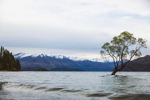 Wanaka Tree: Symbool van Wanaka's Natuurschoon