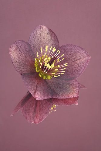 Oudroze: rust en eenvoud: Stilleven met bloemen: de Helleborus