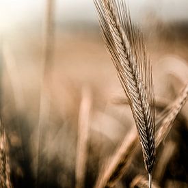 Grain by ThograPictures