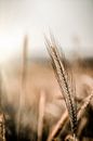 Grain by ThograPictures thumbnail