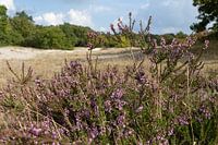 Herfst-heide